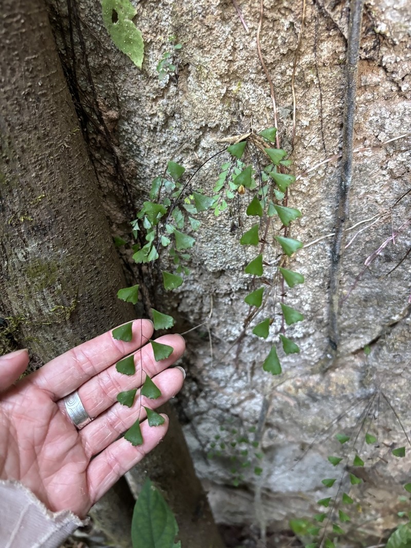 Adiantum phanomensis photo 4
