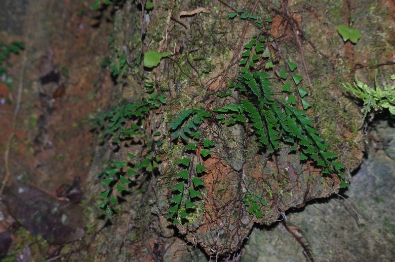 Adiantum phanomensis photo 5