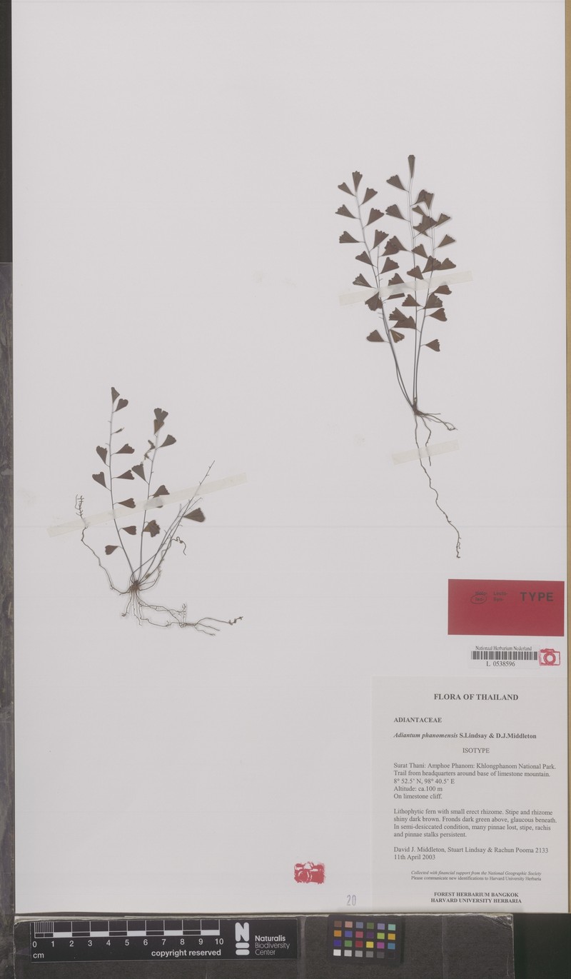 Adiantum phanomensis photo 6