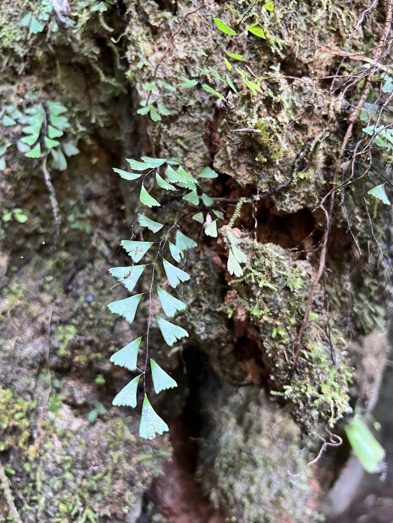 Adiantum phanomensis