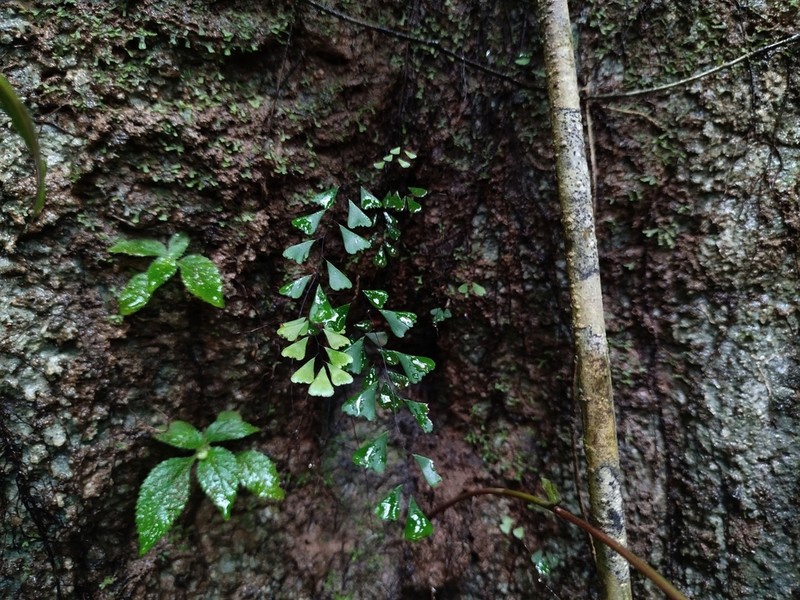 Adiantum phanomensis photo 2