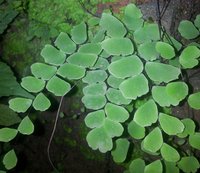 Adiantum philippense