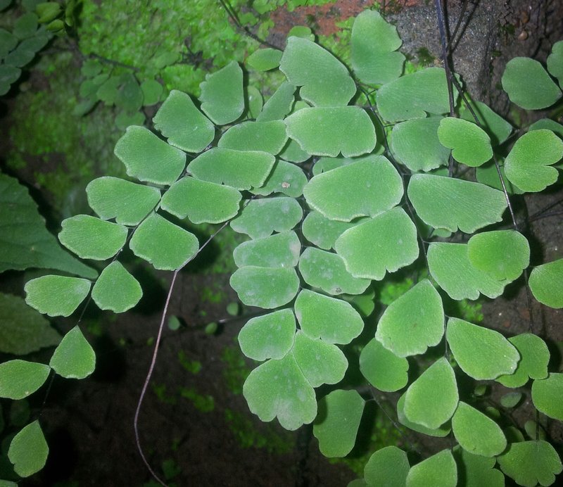 Adiantum philippense