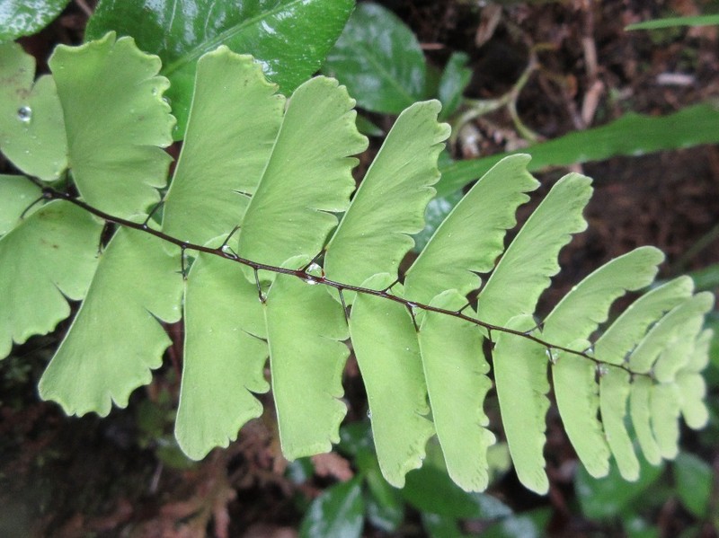 Adiantum philippense photo 2