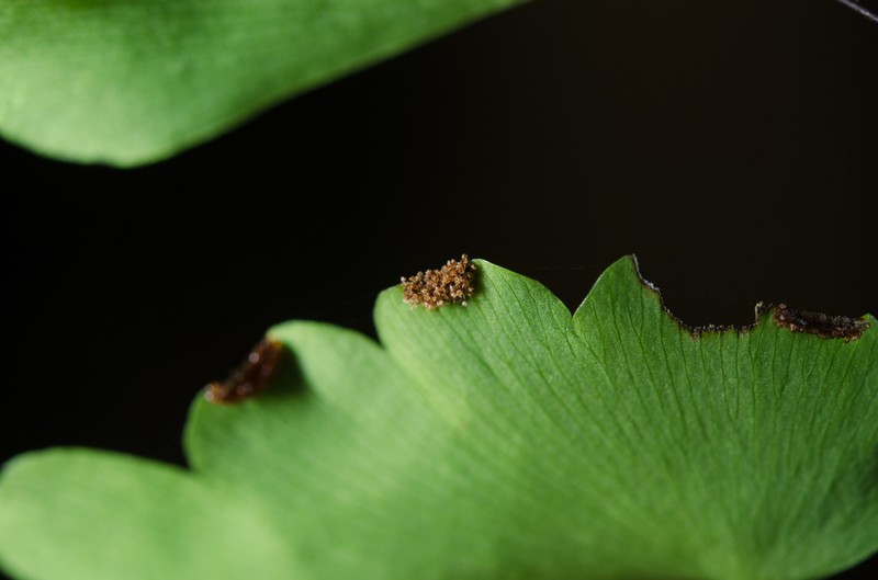 Adiantum philippense photo 3