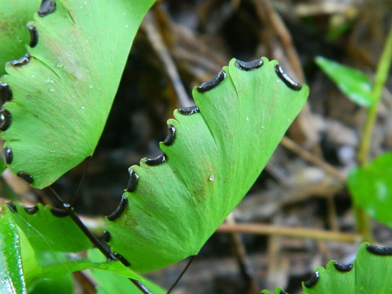 Adiantum philippense photo 4