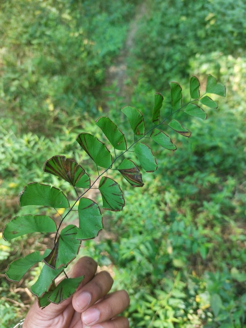 Adiantum philippense photo 5