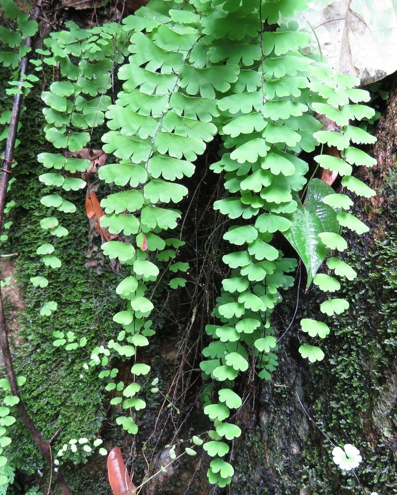 Adiantum philippense photo 6