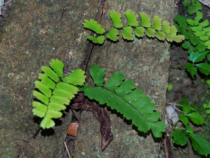 Adiantum philippense photo 7
