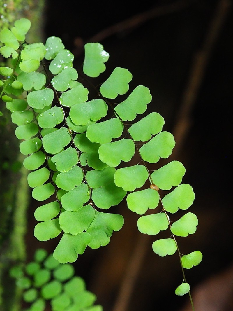 Adiantum philippense photo 8