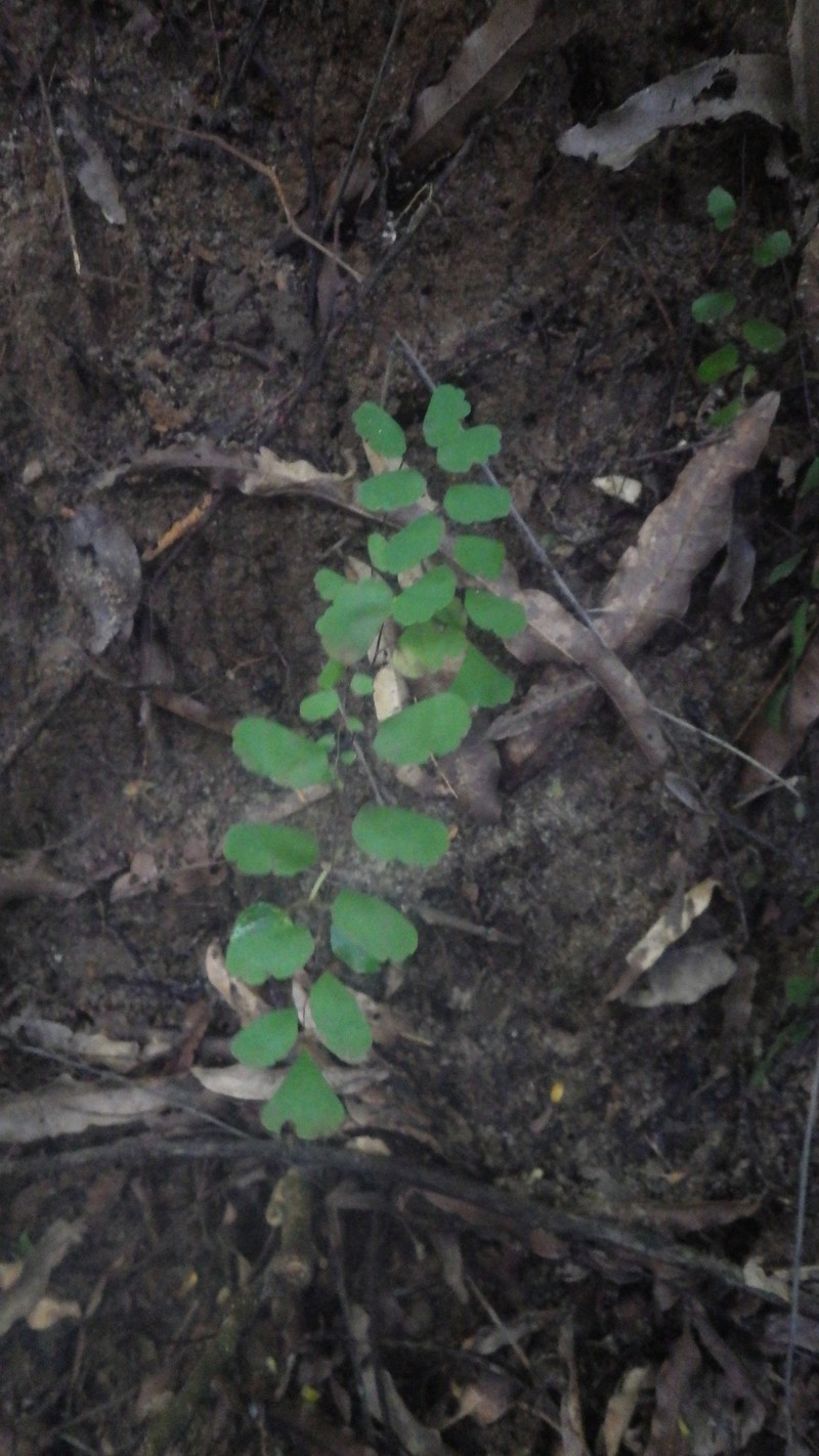 Adiantum philippense subsp. philippense