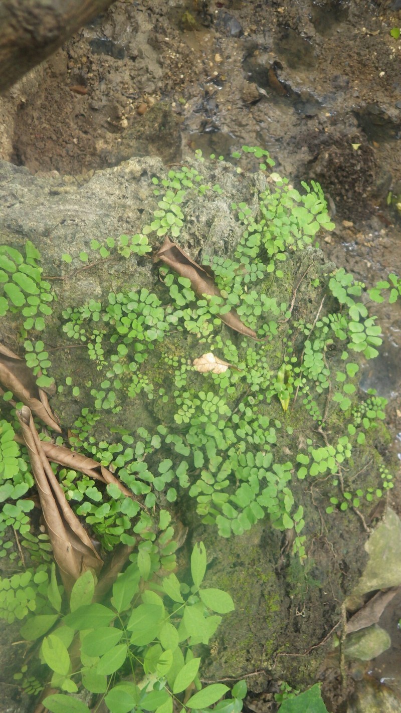 Adiantum philippense subsp. philippense photo 2