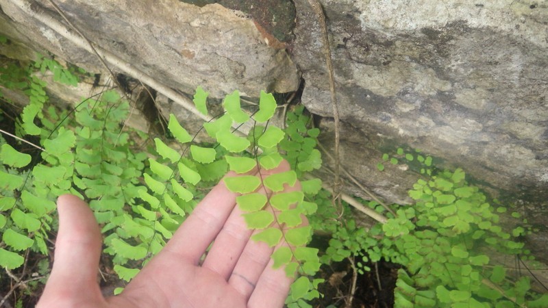 Adiantum philippense subsp. philippense photo 3