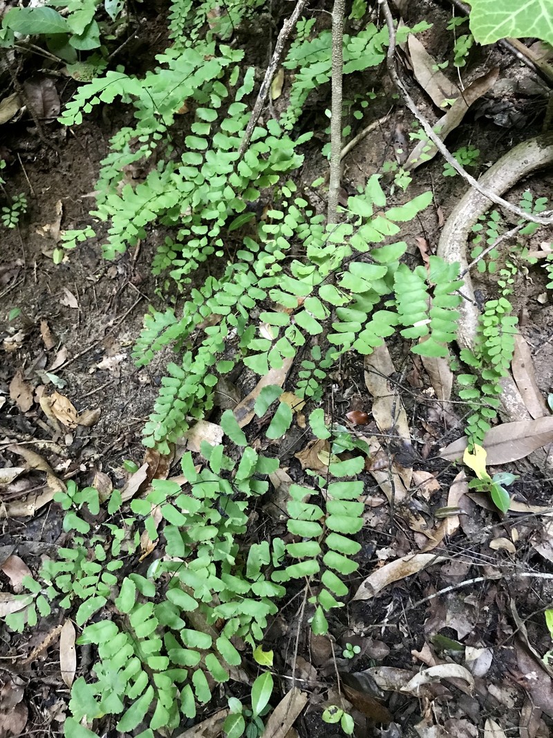 Adiantum philippense subsp. philippense photo 4