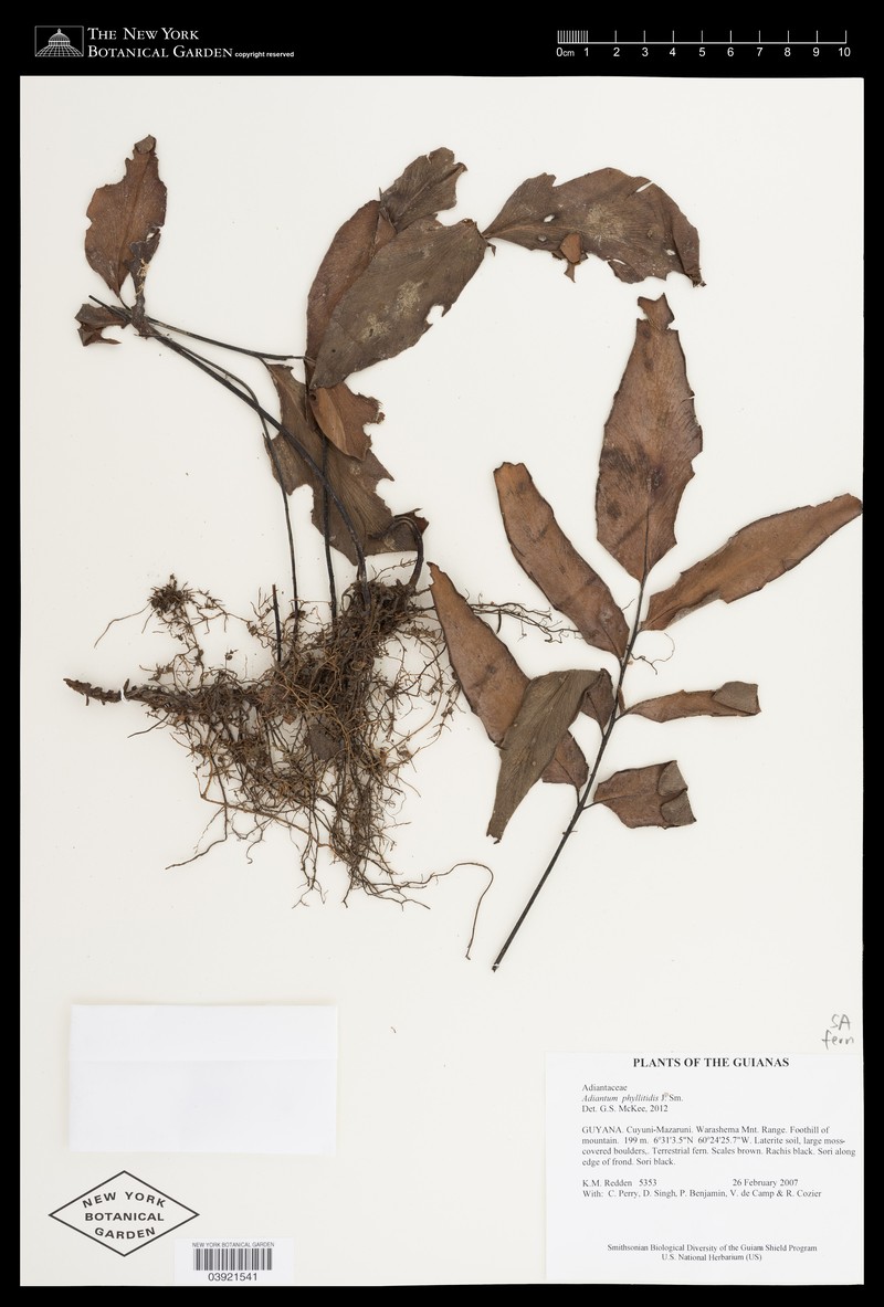 Adiantum phyllitidis