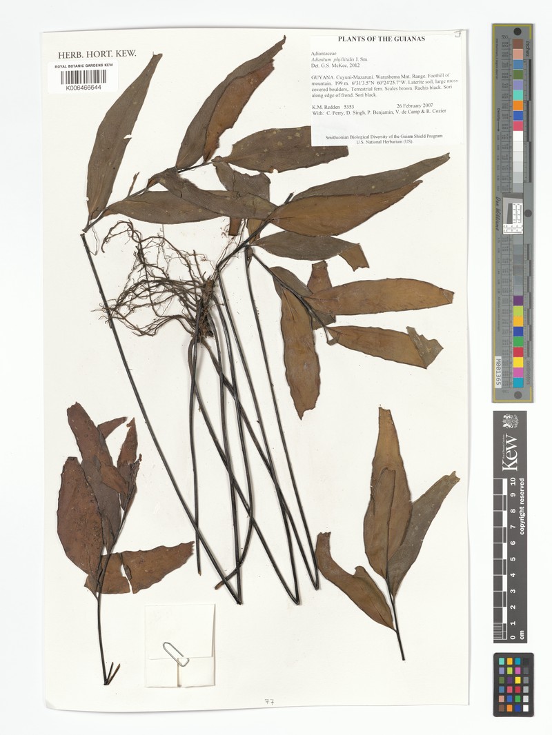 Adiantum phyllitidis photo 2