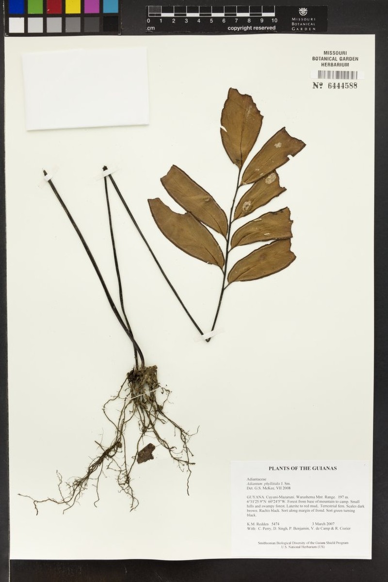 Adiantum phyllitidis photo 3