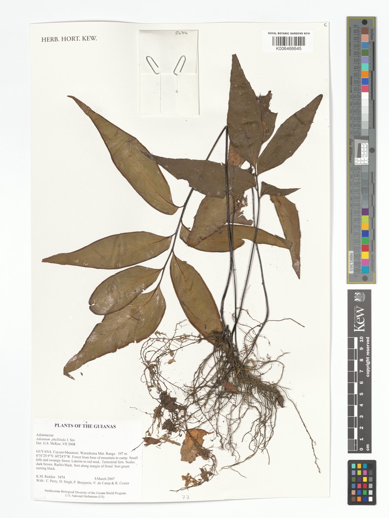Adiantum phyllitidis photo 4