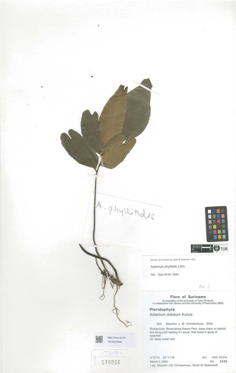 Adiantum phyllitidis photo 5