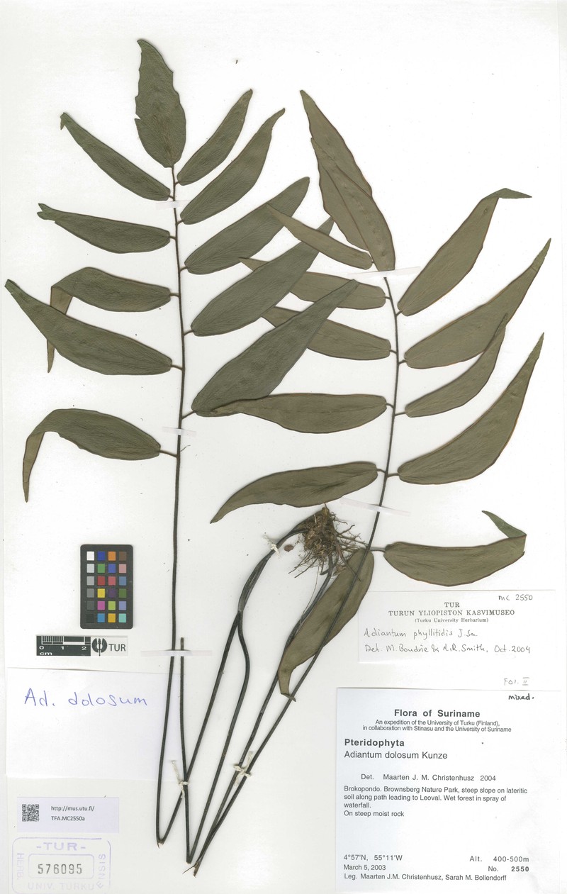Adiantum phyllitidis photo 6