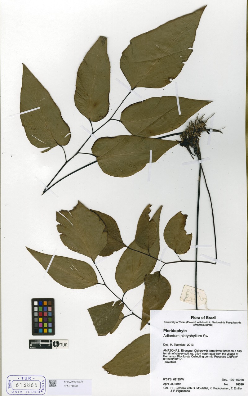 Adiantum platyphyllum