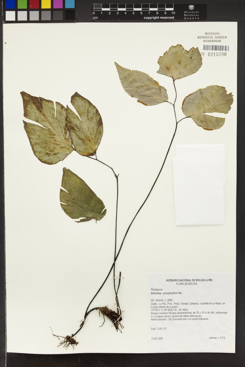 Adiantum platyphyllum photo 2