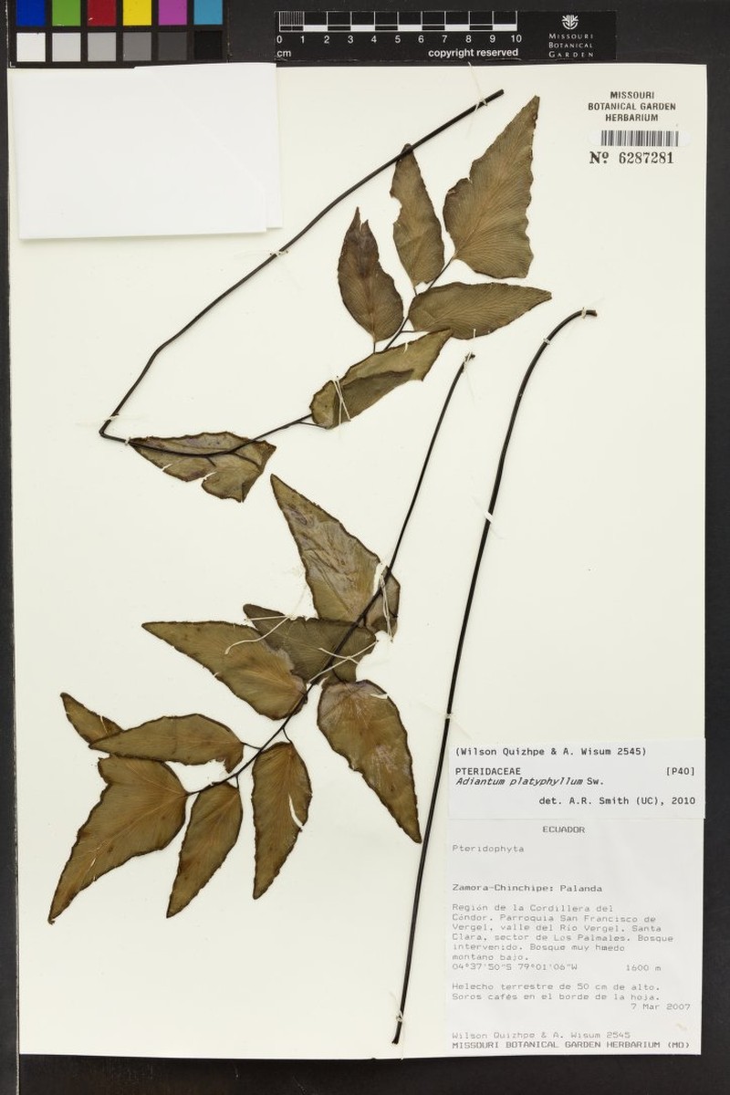 Adiantum platyphyllum photo 3