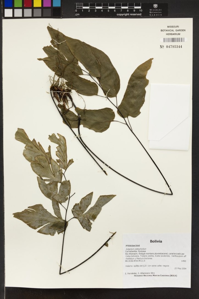 Adiantum platyphyllum photo 4