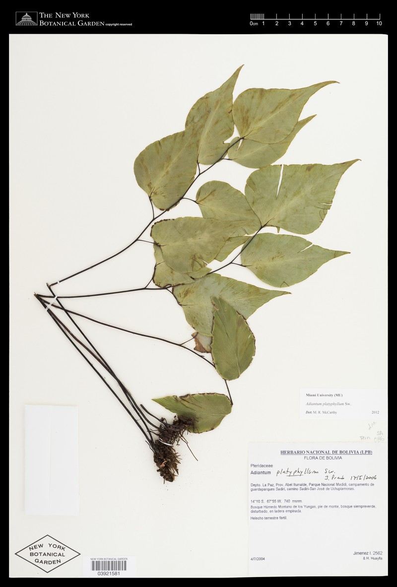Adiantum platyphyllum photo 5