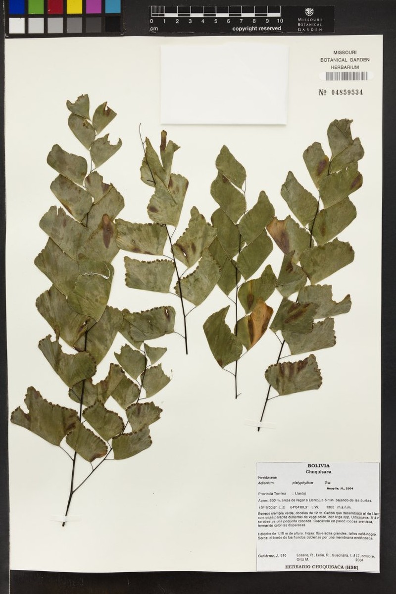 Adiantum platyphyllum photo 6