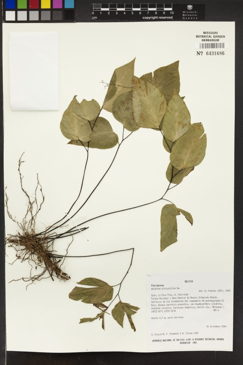Adiantum platyphyllum photo 7