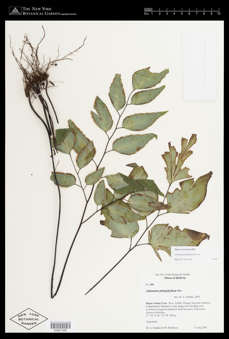 Adiantum platyphyllum photo 8