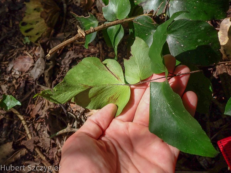 Adiantum poeppigianum