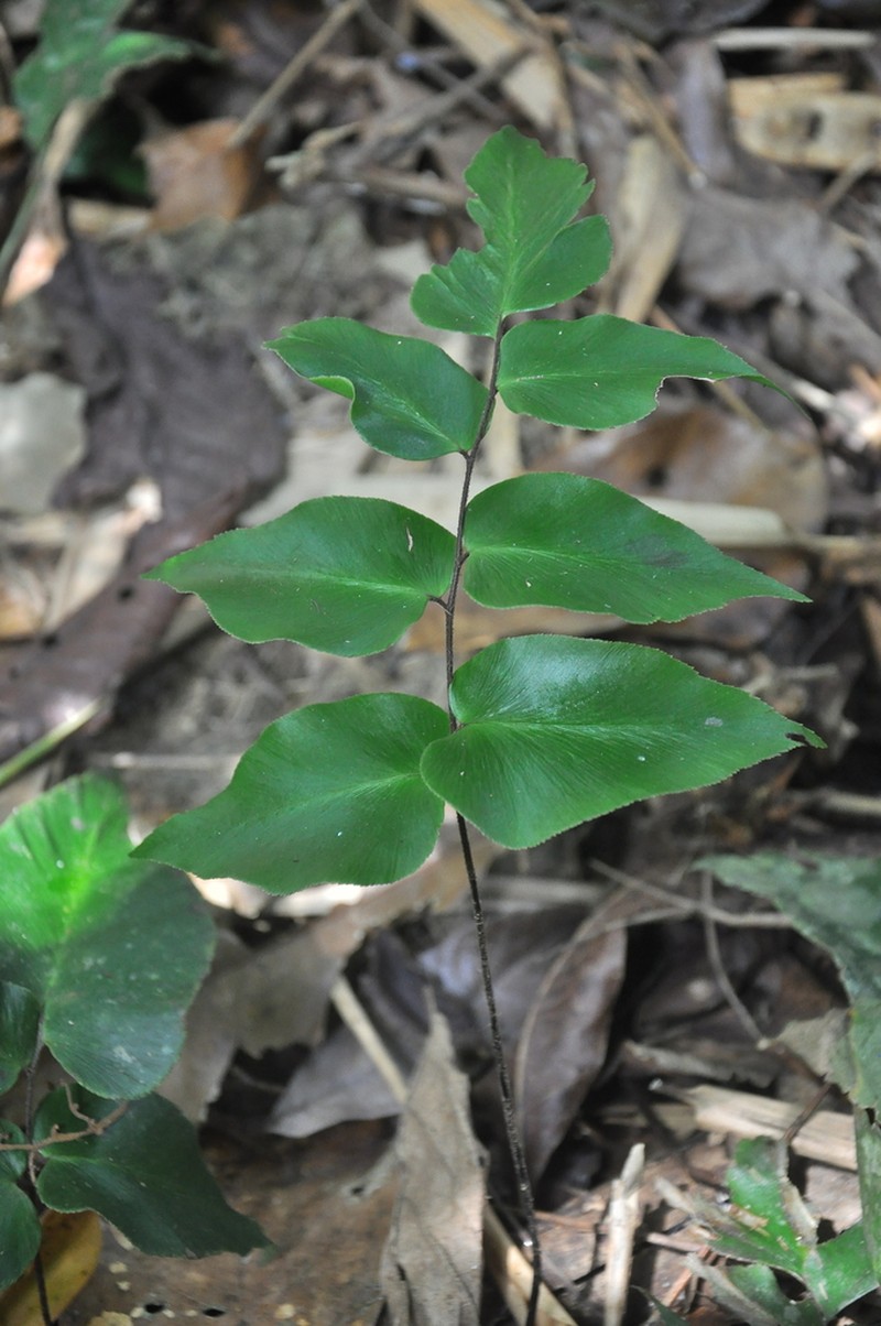 Adiantum poeppigianum photo 2