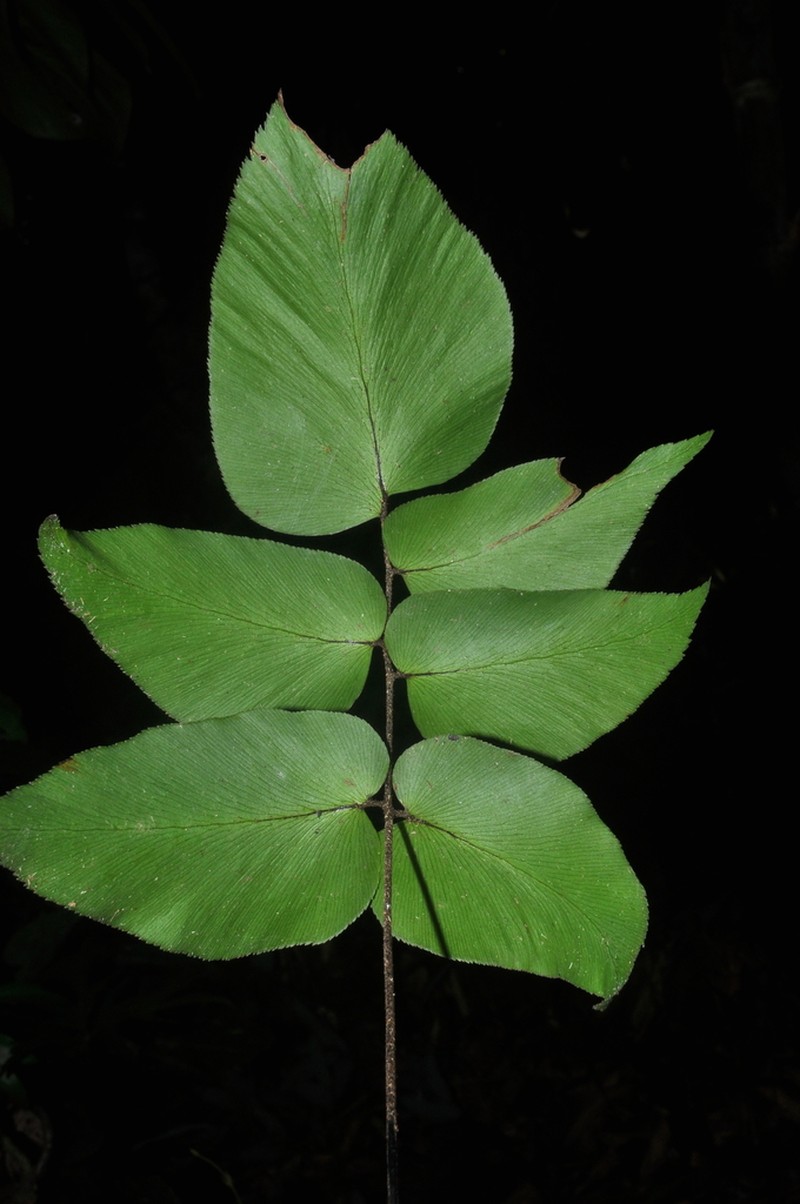 Adiantum poeppigianum photo 3