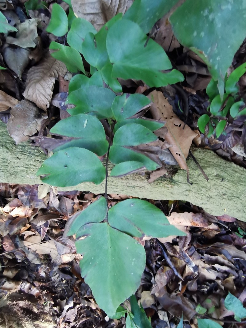 Adiantum poeppigianum photo 4