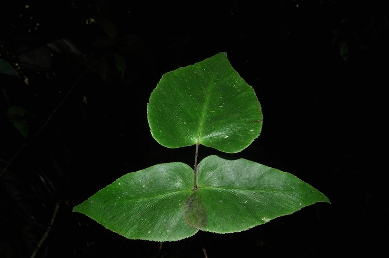 Adiantum poeppigianum photo 5