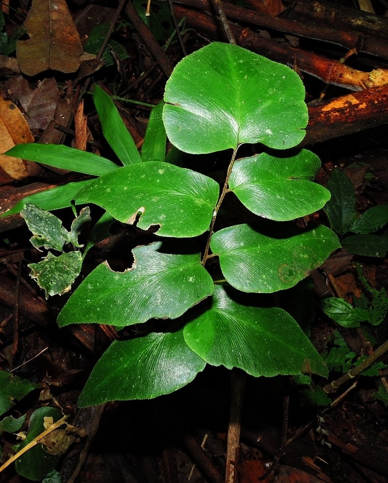 Adiantum poeppigianum photo 6