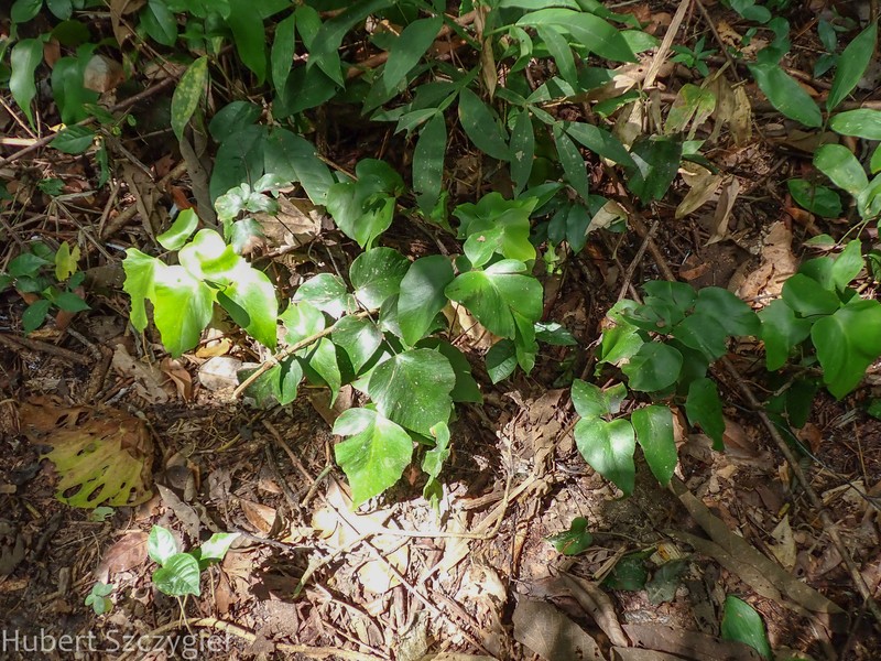Adiantum poeppigianum photo 8