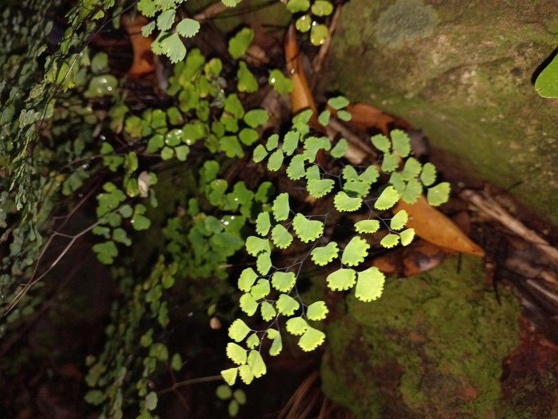 Adiantum poiretii photo 2