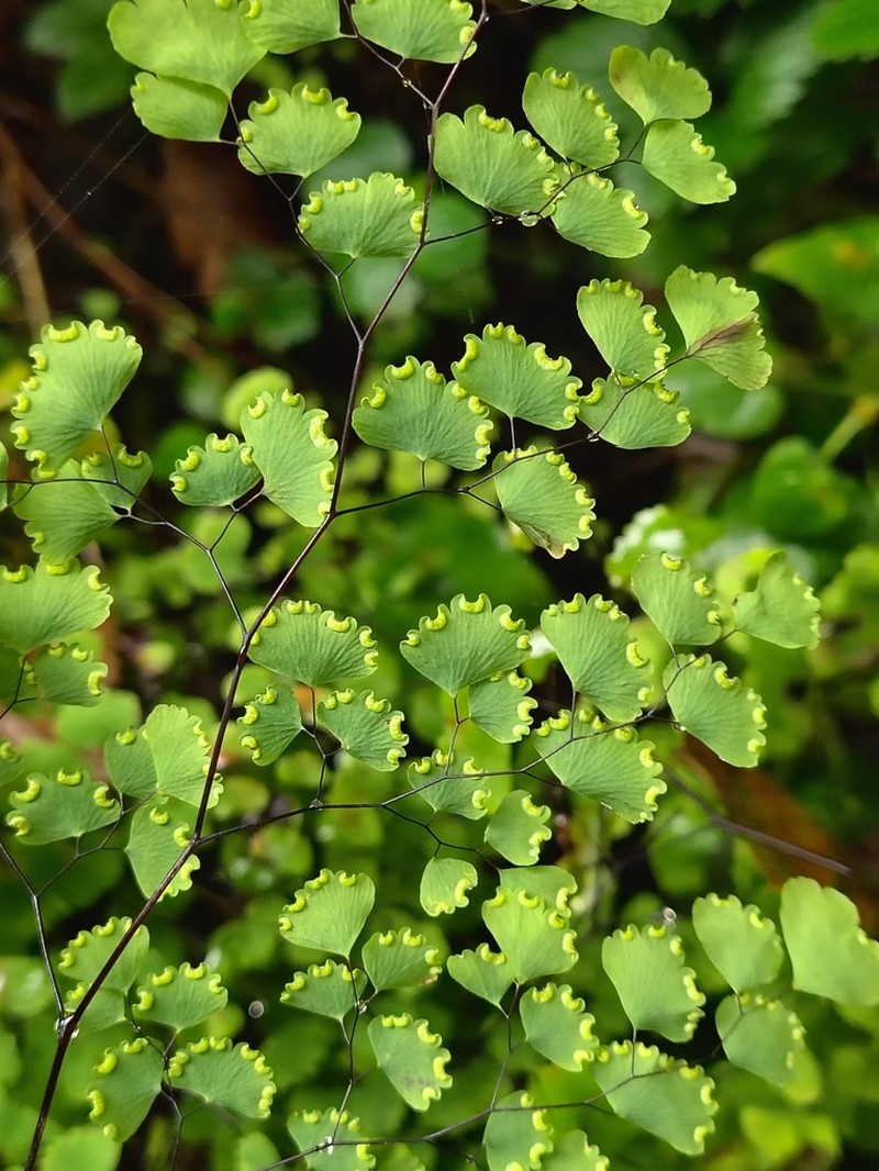 Adiantum poiretii photo 5