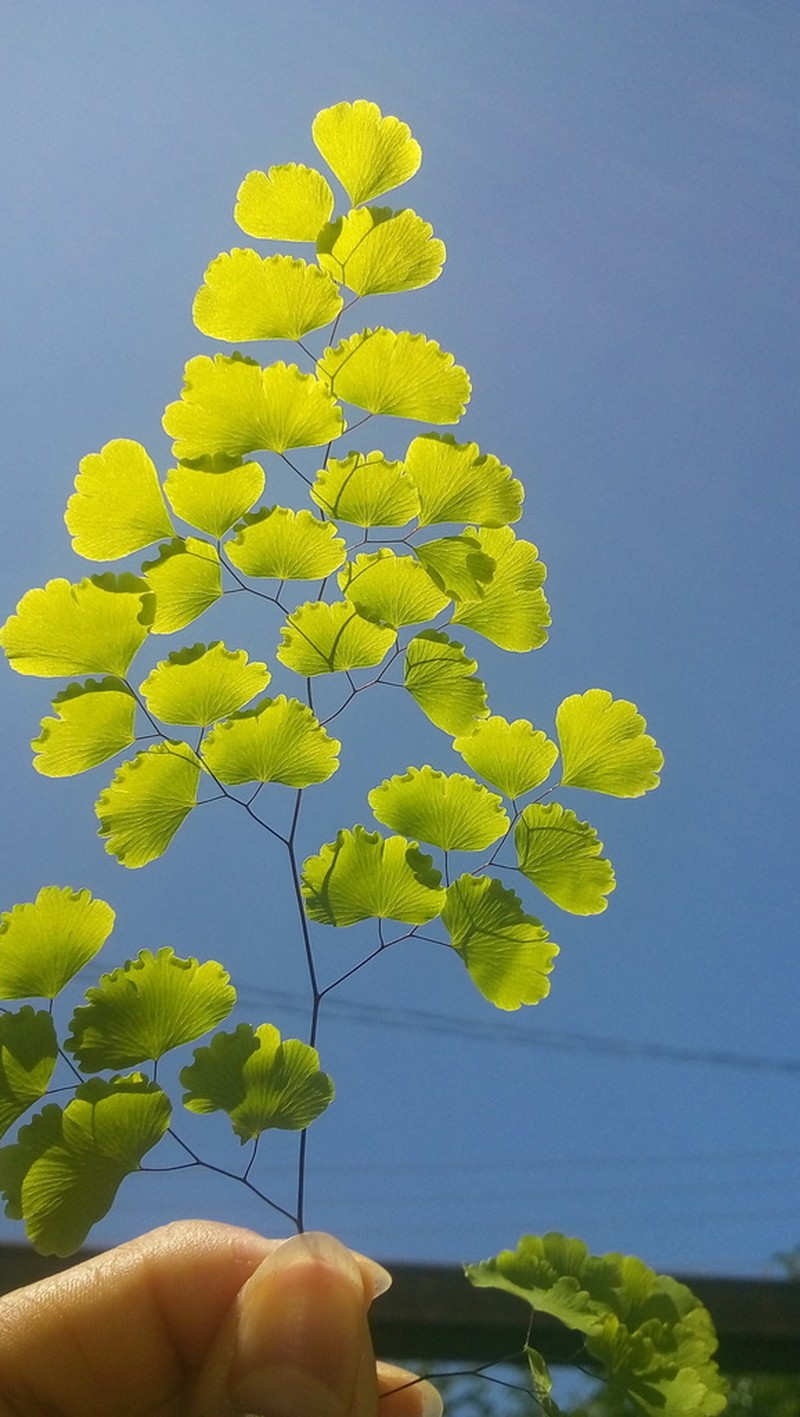 Adiantum poiretii photo 6