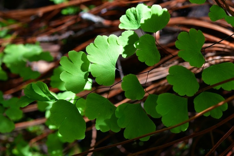 Adiantum poiretii photo 8