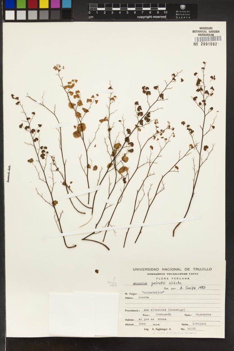 Adiantum poiretii var. hirsutum