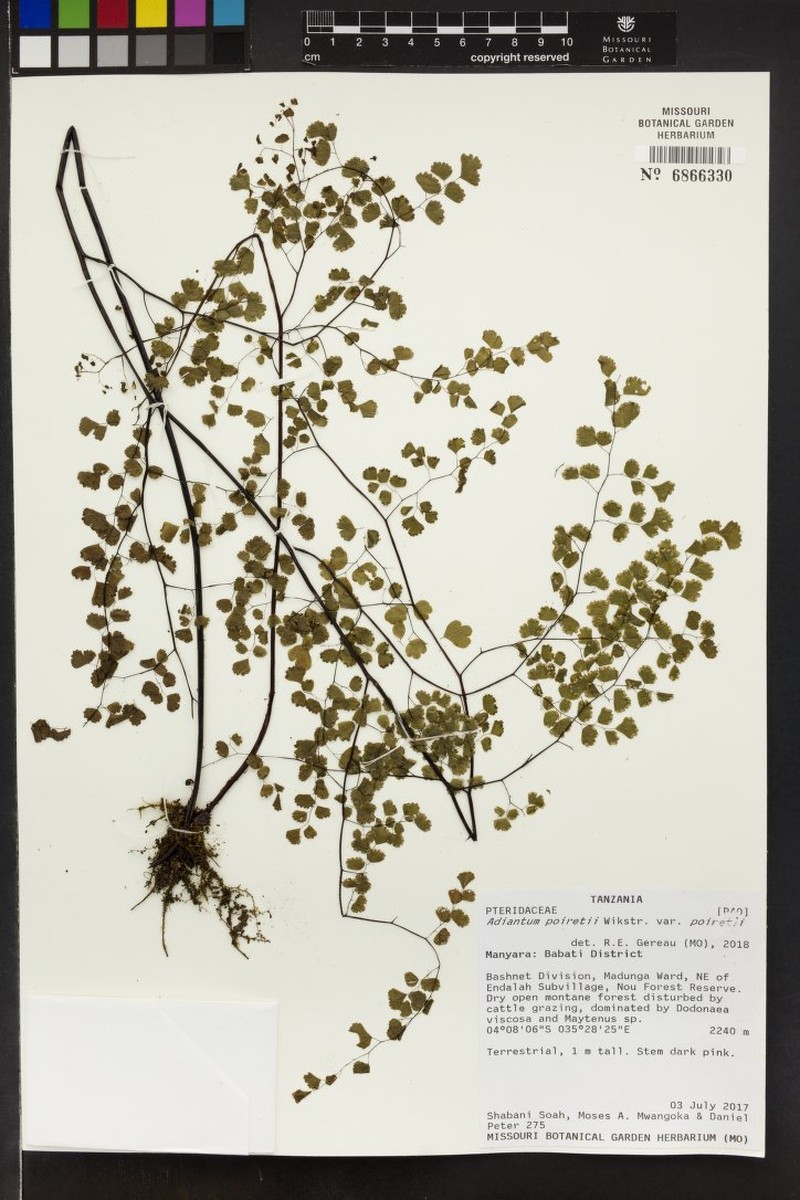 Adiantum poiretii var. poiretii