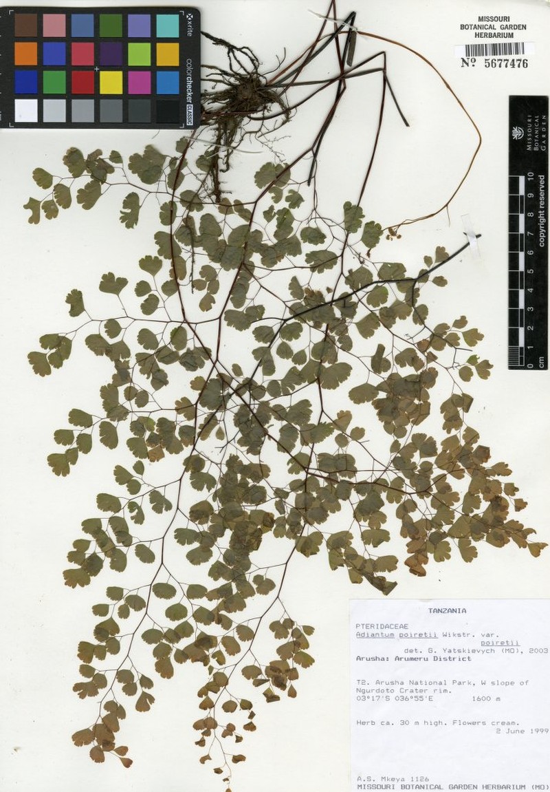 Adiantum poiretii var. poiretii photo 2