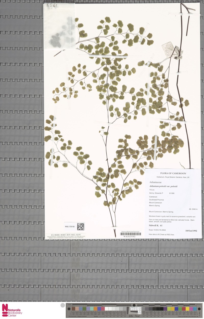 Adiantum poiretii var. poiretii photo 3