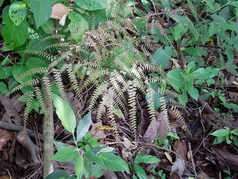 Adiantum polyphyllum photo 2