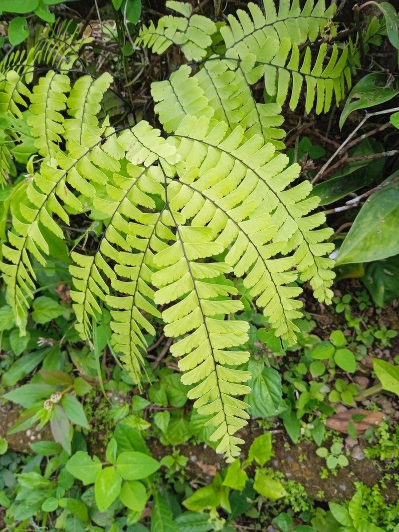 Adiantum polyphyllum photo 3