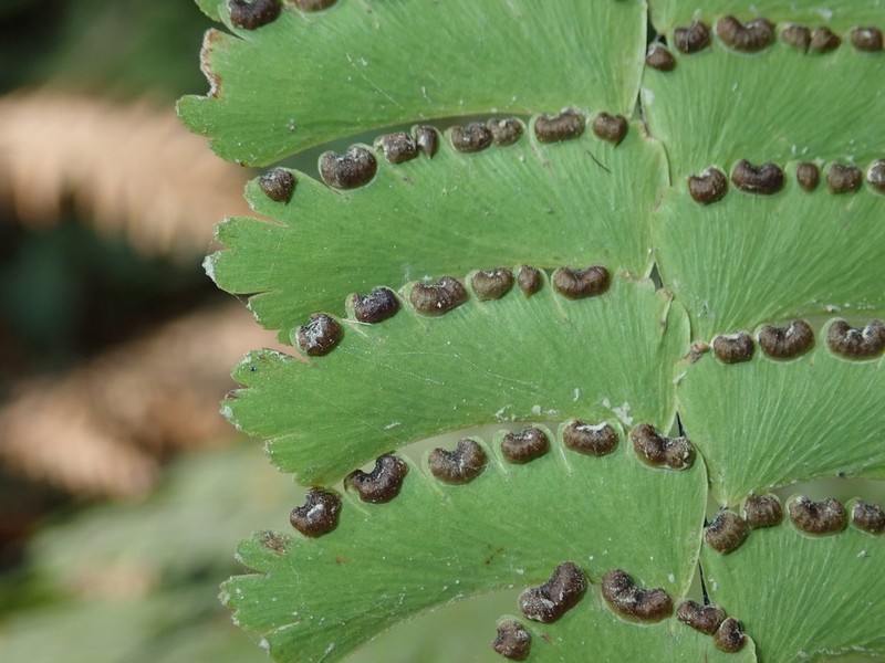 Adiantum polyphyllum photo 4